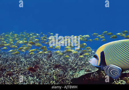 Imperator-Kaiserfische Schwimmen mit Jungtier Stockfoto