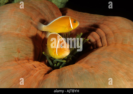 paar rosa Anemonenfische in eine geschlossene Seeanemone Amphiprion Perideraion Mikronesien pazifischen Palau Stockfoto