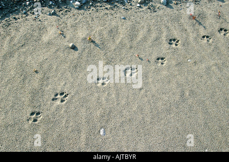 Grauer Wolf Canis Lupus Spuren im Sand in Glacier Bay Nationalpark, Alaska, Vereinigte Staaten Stockfoto