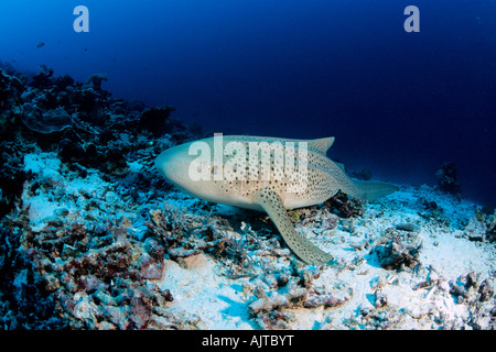 Leopard Shark Stegostoma Fasciatum Mikronesien pazifischen Palau Stockfoto