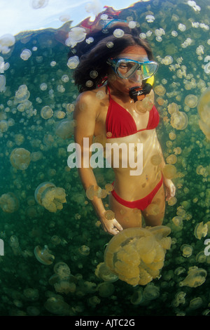 Schnorchler mit Quallen Mastigias sp Jellyfish Lake Palau Stockfoto