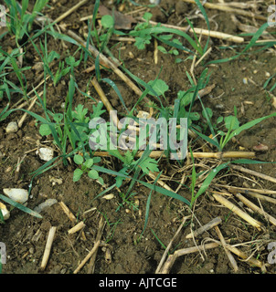 Gemischte jährliche Unkraut Sämlinge in Cultavated Getreidestoppeln Stockfoto