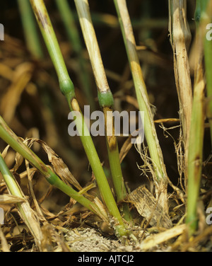 Scharfe Augenflecken Ceratobasidium cereale) Läsionen an der Stielbasis von Weizen Frankreich Stockfoto