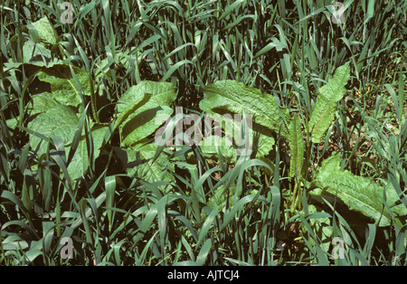 Breite Dock Rumex Obtusifolius in einer jungen Weizenernte Stockfoto
