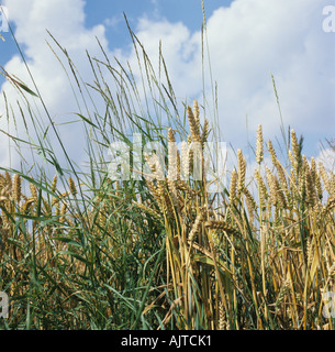 Couch oder Zucken Agropyron Repens Blume Spitzen in der Reife Weizenernte Stockfoto