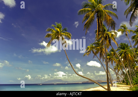 Pinney Strand, Nevis, mit idyllischen tropischen Umgebung von Palmen und ruhigen ruhigem Wasser, Pinney Strand, Nevis, idyllische Tropic Stockfoto