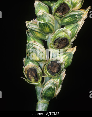 Bunt oder überdachte Smut Tilletia Tritici Körner ersetzt durch schwarz Bunt Kugeln in einer Ähre Stockfoto