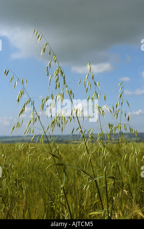 Wild Oats Avena Fatua Rispen blühen mit Gerste Ernte hinter Stockfoto