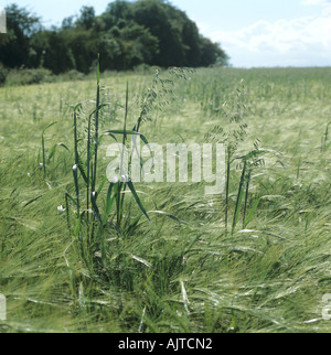 Wild Oats Avena Fatua blühenden Rispen in Gerste Ernte im Ohr Stockfoto