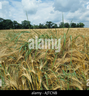 Couch Agropyron Repens blühende Gräser in eine Reife Gerste Ernte Stockfoto