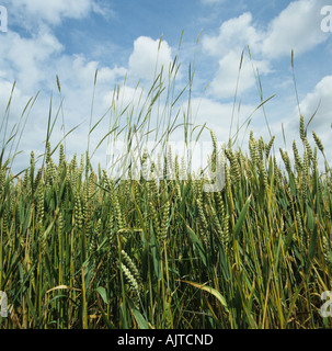 Couch Agropyron Repens Blüte in Weizenernte im Ohr Stockfoto