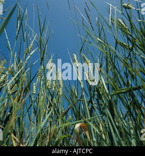 Nachschlagen auf Sofa Agropyron Repens Blüte in Weizenernte im Ohr Stockfoto