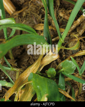 Septoria-Blattfleck Zymoseptoria tritici auf jungen Weizenpflanzenblättern Stockfoto