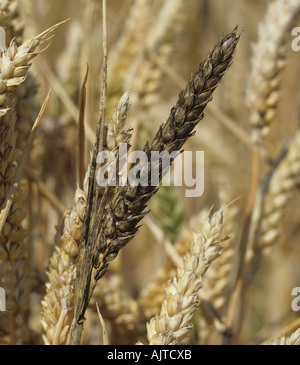 Rußigen Form Cladosporium sp oder Alternaria sp auf Ähren Stockfoto