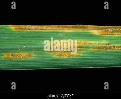 Septoria-Blattfleck Zymoseptoria tritici Läsionen und Pycnidien auf Weizenblatt Stockfoto