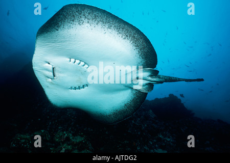 Aus Marmor Ray Unterbauch Taeniura Meyeni Dirty Rock Cocos Island Costa Rica Pazifik Stockfoto