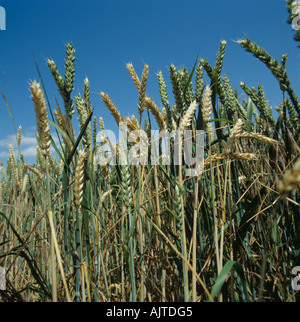 Nehmen Sie alle Gaeumannomyces Graminis infizierten Weizenernte mit Mitessern Stockfoto