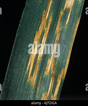 Septoria-Blattfleck Zymoseptoria tritici syn Mycosphaerella graminicola auf Weizen Stockfoto