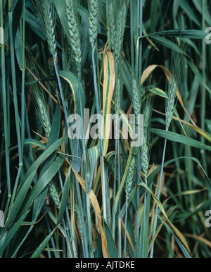 Weizen Blatt Streifen Cephalosporium Gramineum auf Flagleaves des bärtigen begrannt Weizen im Ohr Stockfoto