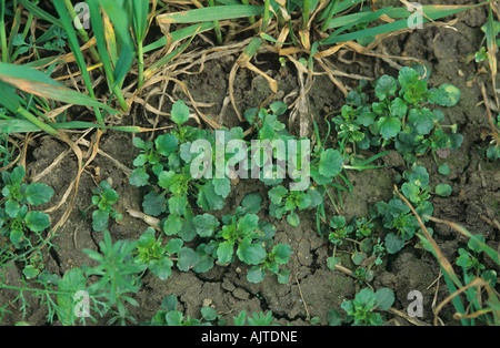 Stiefmütterchen Viola Arvensis Sämlinge Jungpflanzen in jungen Weizen Feld Stockfoto