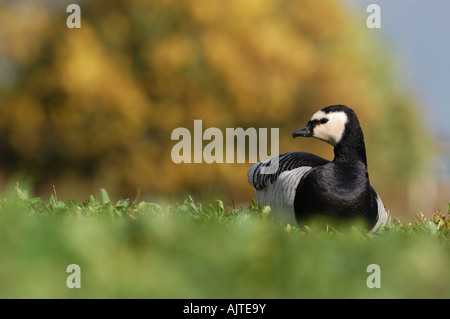 Nonnengans Branta Leucopsis im Herbst Stockfoto