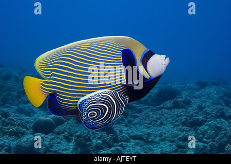 Imperator-Kaiserfische Schwimmen mit Jungtier Stockfoto