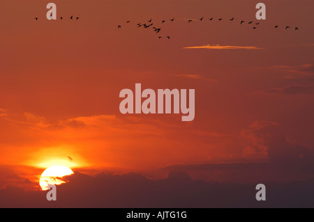 Herde von Weißwangengans Branta Leucopsis Schottland bei Sonnenaufgang Stockfoto