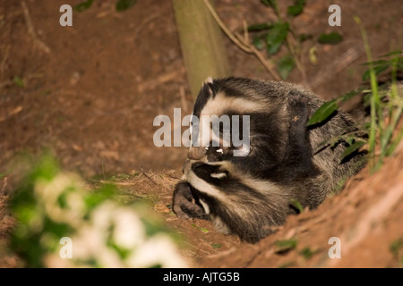 Dachse spielen zeigen ihre Zähne Stockfoto