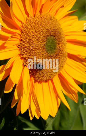Sonnenblume Helianthus Annuus in Nahaufnahme mit Hummel Stockfoto