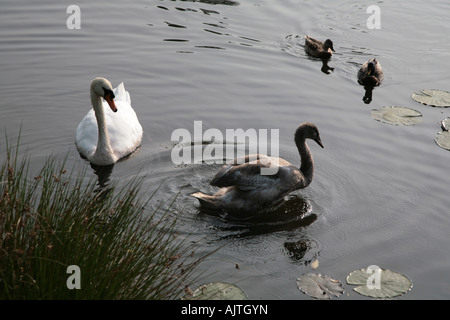 Mutter und Baby Schwan mit Herrn und Frau Stockente Stockfoto