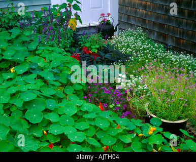 Cape Cod Nat l MA Provincetown Meeresküste Blumenbeet mit Kapuzinerkresse Boarder und Tee Topf vor der Haustür Stockfoto