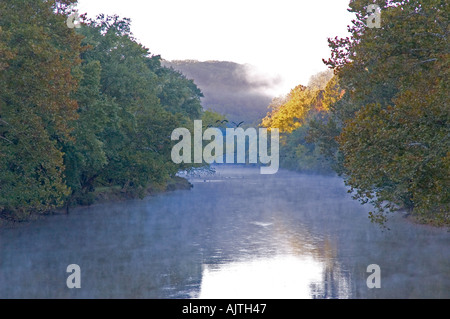 Gänse, Flug über eine neblige Brandywine River in Chester County PA im frühen Herbst Herbst Stockfoto