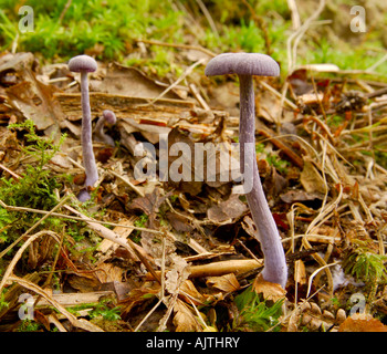 Zwei Betrüger Violetter Amethyst Lacktrichterling Fruchtkörper wachsen nebeneinander auf einem Waldboden Stockfoto