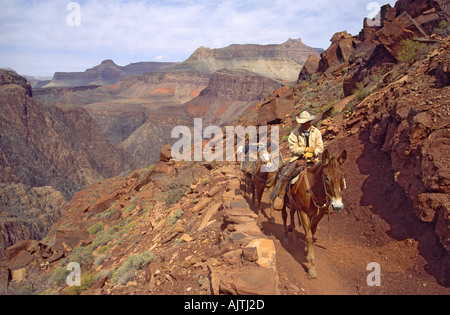 Versorgung Konvoi Pferde am South Kaibab Trail, Grand Canyon Nat Park, Arizona, USA Stockfoto