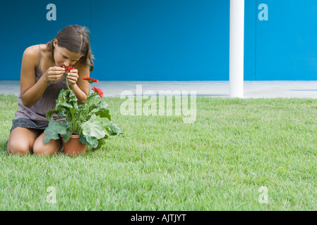 Junge Frau riechen Gerbera Daisy, kniend auf dem Rasen, in voller Länge Stockfoto