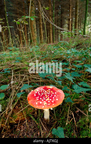 Eine einzelne Fliege Agaric Pilz wächst auf einem Waldboden Stockfoto