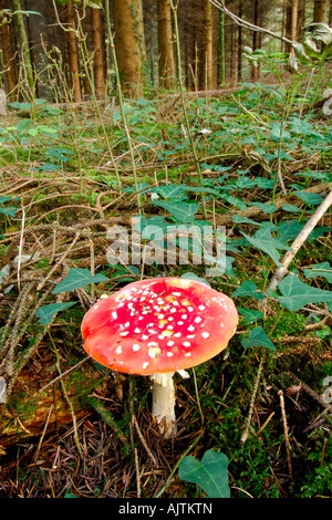Eine einzelne Fliege Agaric Pilz wächst auf einem Waldboden Stockfoto