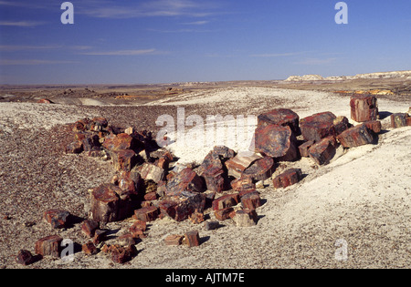 Versteinertes Holz, Kristall Waldgebiet in Petrified Forest National Park, Arizona, USA Stockfoto