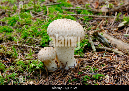2 gemeinsame Puffball Pilze Lycoperdon Perlatum Zusammenwachsen unter Tannennadeln auf einem Waldboden Stockfoto