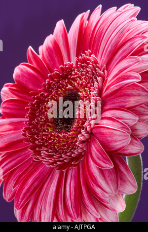 Gerbera-Nahaufnahme Stockfoto