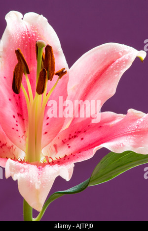 Ab Zentrum Zusammensetzung einer rosa Lilie Stockfoto