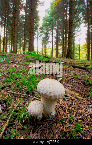 2 gemeinsame Puffball Pilze Lycoperdon Perlatum Zusammenwachsen unter Tannennadeln auf einem Waldboden Stockfoto