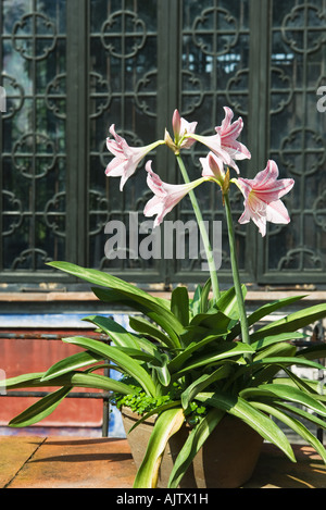 Eingemachte Amaryllis vor chinesischen Tempel Stockfoto