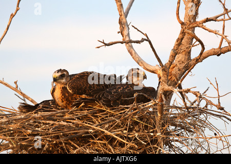 Zwei junge Falken im Nest neben Trans Canada Highway Stockfoto