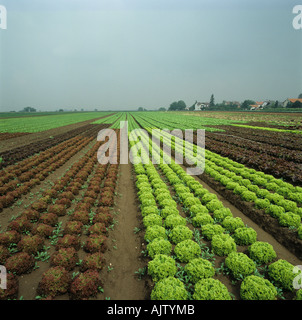 Reifen gemischte Outdoor-Kopfsalat Pflanzen auch Lollo Biondo Roteiche Sorten Deutschland Stockfoto