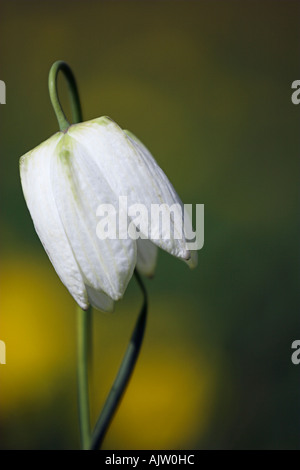 Weiße "Schlangen-Kopf" Fritillary [Fritillaria Meleagris], 'hautnah' Blume Blütenblätter, "Nordwiese" Cricklade, England, UK Stockfoto