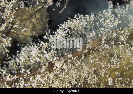 Grauschimmel Botrytis Cinerea Myzel Sporen auf Salat Stockfoto