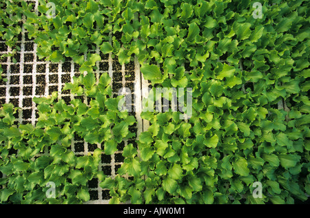 Dämpfung von Pythium Spp beeinflussen Salat Sämlinge in einem Kindergarten Stockfoto