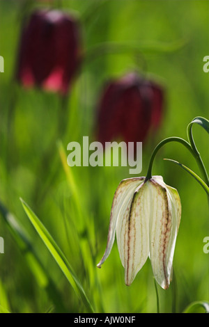 "Schlangen-Kopf" Fritillaria, "Magdalen College", Oxford, England, UK, [weiße Blume] "hautnah wachsenden [grüne Gras]" Stockfoto