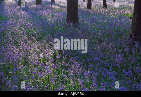 [Bluebell Holz] [Hyacinthoides non-Scripta] Schatten Abend Sonne Gießen durch Bäume, England, UK Stockfoto